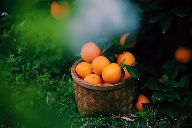 秋季吃柳丁有什麼好處？